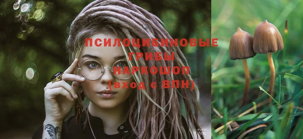 прущие грибы Новокубанск